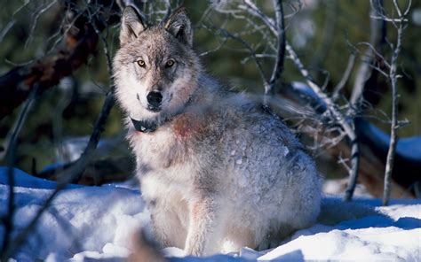 The EU wants to limit protections for wolves as farmers fear for their livestock