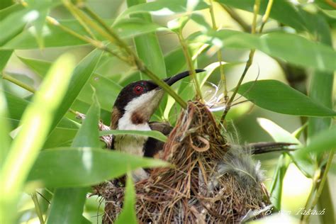 The Eastern Spinebill Acanthorhynchus tenuirostris as a nest …