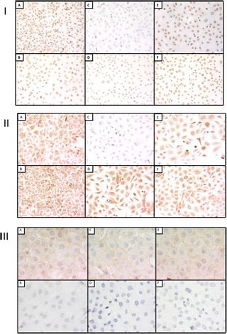 The Effect of Antigen Retrieval on Cells Fixed in 10% Neutral ... - PLOS