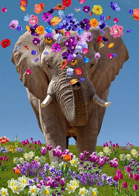The Elephant In The Spring