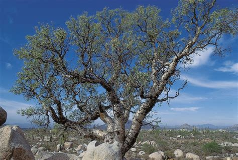 The Elephant Tree