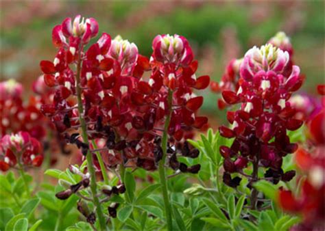 The Elusive Red Bluebonnet - Neil Sperry