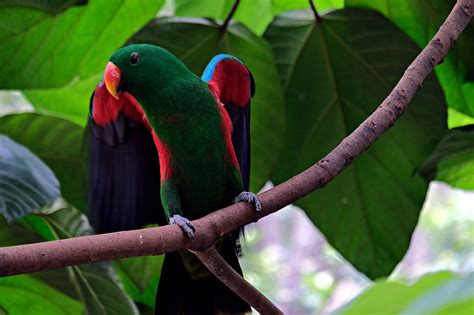 The Emotional Intelligence of Eclectus Parrots