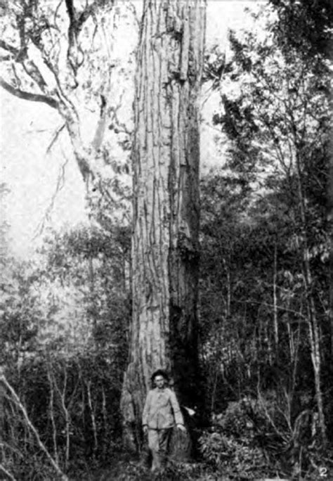 The Encyclopedia Americana (1920)/Tree Worship - Wikisource