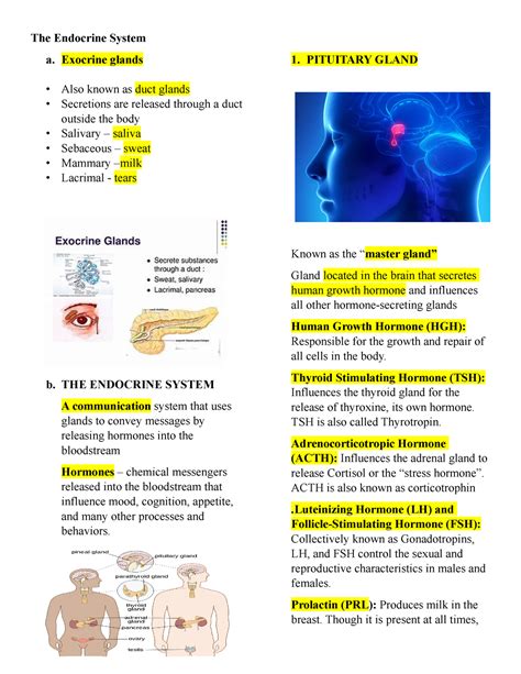 The Endocrine System Introduction to Psychology