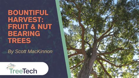 The Essential Guide to Bearing Trees: Grow a Bountiful Harvest