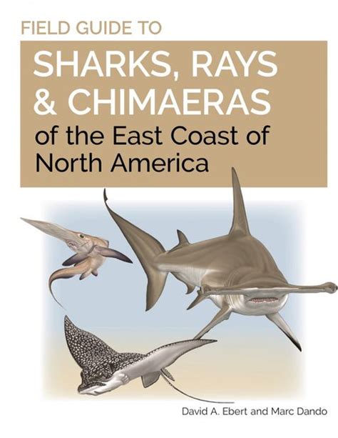 The Evolution of Sharks, Rays, and Chimaeras - sharks and rays