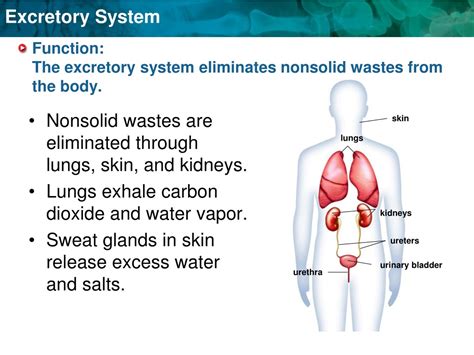 The Excretory System: How Your Body Gets Rid Of Waste