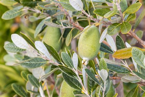 The Feijoa Tree