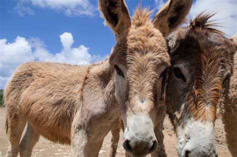 The Flicka Foundation Donkey Sanctuary - Facebook