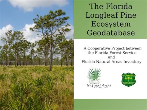 The Florida Longleaf Pine Ecosystem Geodatabase / Our Forests / Forest …