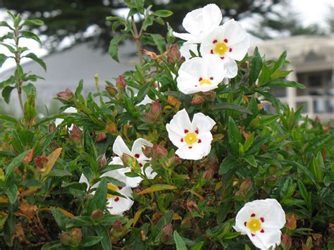 The Flowers of Northern California » Boulder Creek Flowers