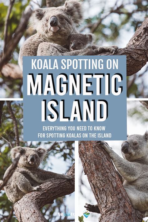 The Forts Track: Where to See Koalas on Magnetic Island (2024)