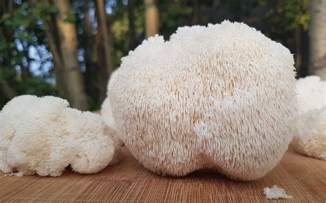 The FreshCap Guide To Lion’s Mane Mushroom