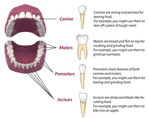 The Functions of Each Tooth In Your Mouth Oral Answers