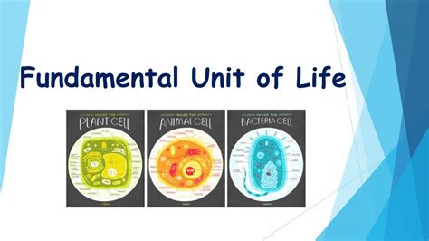 The Fundamental Units Of Life - PowerPoint Slides - LearnPick