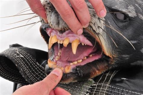 The Fur Seal s Tooth
