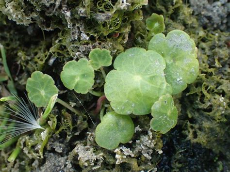 The Genus Hydrocotyle in Northern South America - JSTOR