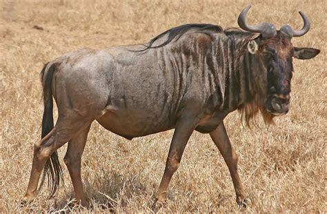 The Gnu