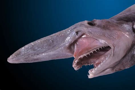 The Goblin Shark Smithsonian Ocean