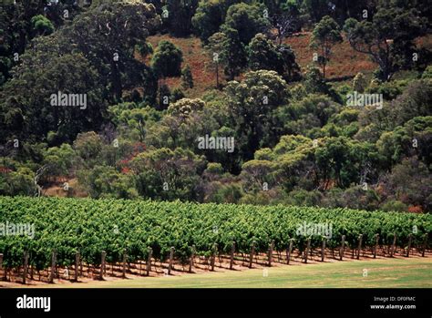 The Grape Place, Western Australia (+61419908349)