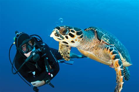 The Great Escape: The Turtle Hatchlings of Little Cayman