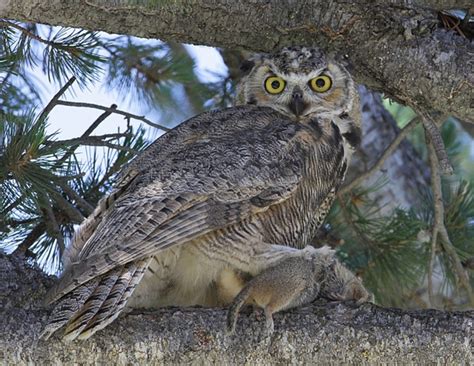 The Great Horned Owl: A Magnificent Avian Apex …