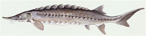 The Great Return of the Atlantic Sturgeon - the James River