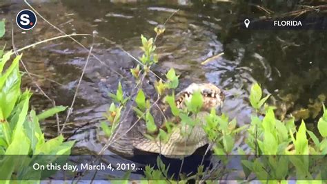 The Growling Gator - facebook.com