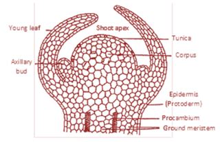 The Growth of the Shoot Apex in Maize: Internal Features - JSTOR