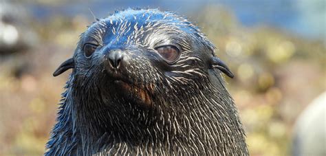 The Guadalupe Fur Seal: Habitat, Behavior, …