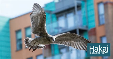 The Gull Next Door Hakai Magazine