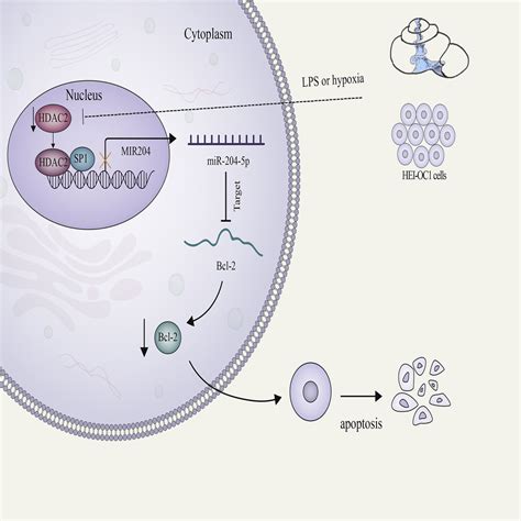 The HDAC2/SP1/miR-205 feedback loop contributes to tubular …