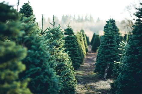 The Haley Farm – Adventures in growing Christmas trees …