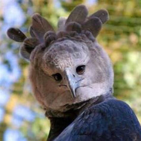 The Harpy Eagle Is So Big, Some Mistake It For A Person In A …