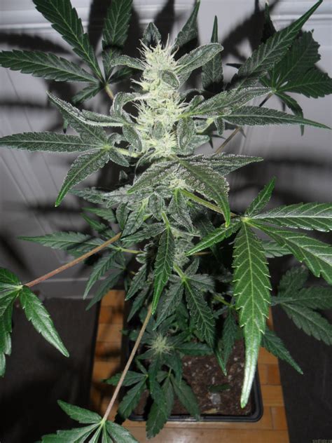 The Haze Genetics Collection - Royal Queen Seeds