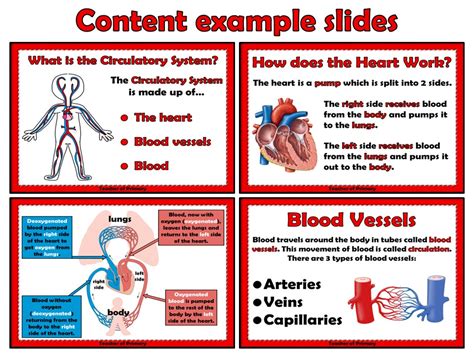 The Heart and Circulatory System Teaching Resources Circulatory