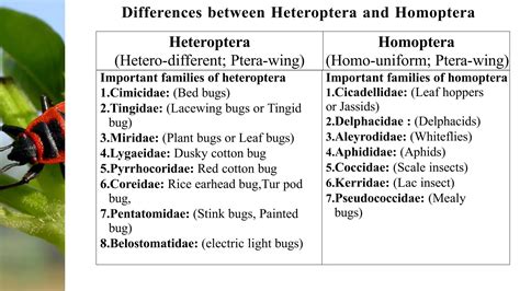 The Heteroptera differ from the