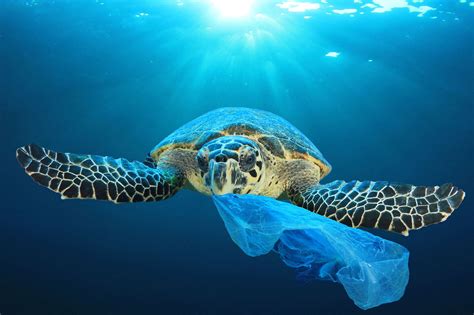 The Hidden Dangers of Plastics Pollution for Marine Animals