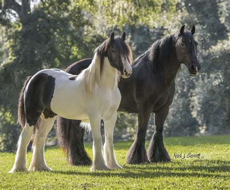 The History of the Gypsy Vanner - Gypsy Gold Horse Farm