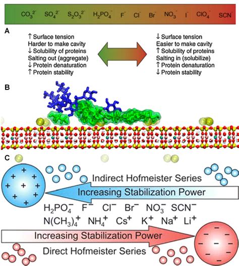 The Hofmeister effect and the behaviour of water at interfaces