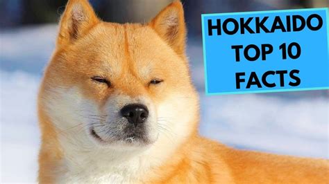 The Hokkaido Dog - Top Facts & Guide - Animal Corner