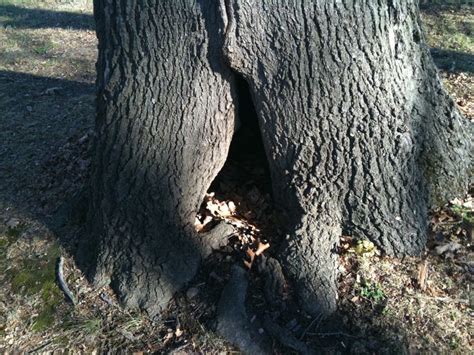 The Hollow Tree - Wikipedia