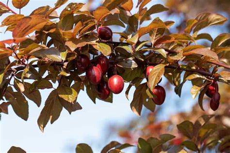 The Hollywood Plum Tree - Minneopa Orchards