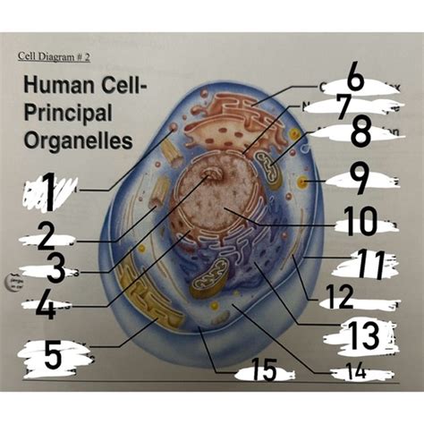 The Human Cell Flashcards Quizlet