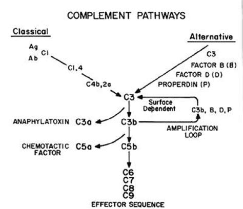 The Immunologic Components of Tears Ento Key