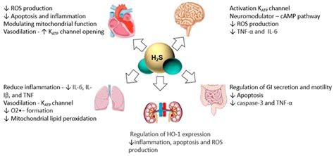 The Impact of Drugs on Hydrogen Sulfide Homeostasis in …