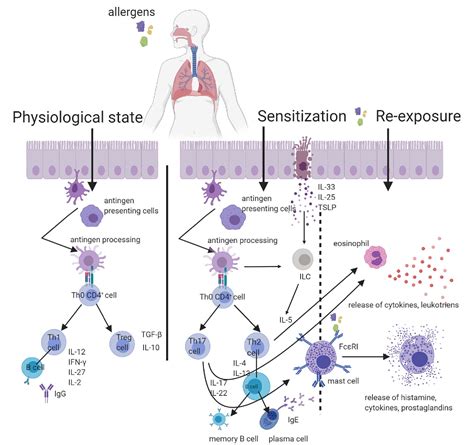 The Impact of Probiotics in Respiratory Diseases - Semantic Scholar