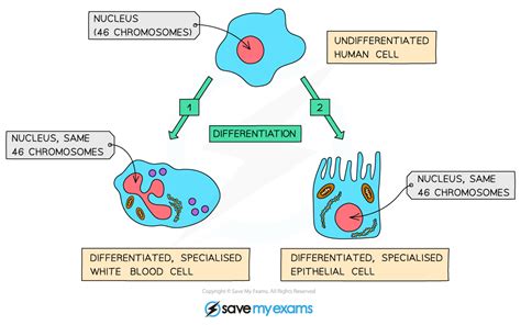 The Importance of Cell Differentiation Gidemy Class Notes