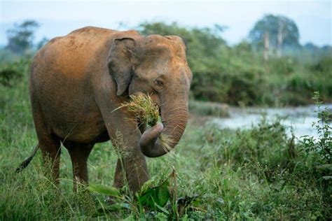 The Importance of Herbivores - My Animals